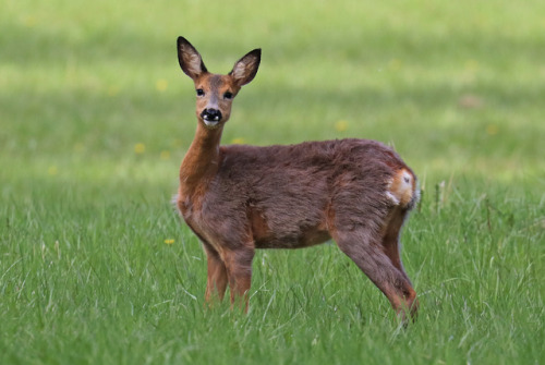 This is a friend of mine. Whenever I meet this beautiful doe (she is in the process of shedding her 