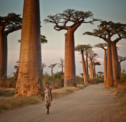 divine-consciousness:  Avenue of the Baobabs,