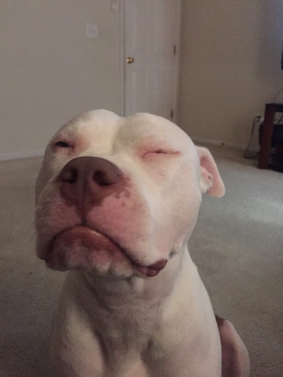 awwww-cute:  I said no Bailey (Source: http://ift.tt/1USHyG0)