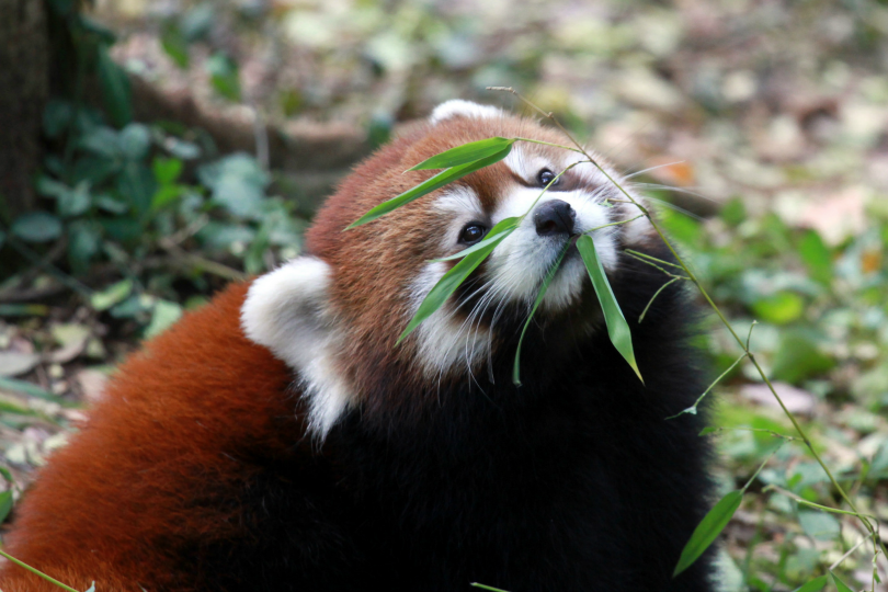 tulipnight:  Got it! by Connie Lemperle  