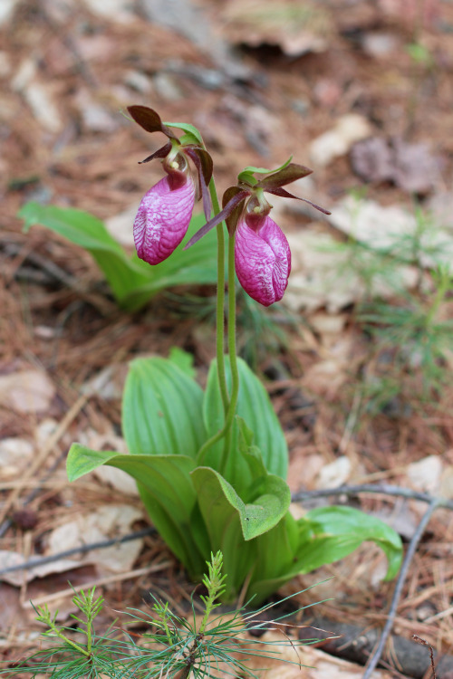 pitchpine:muhlenbergia and I found many pink lady’s slippers orchids (Cypripedium acaule) at Purgato