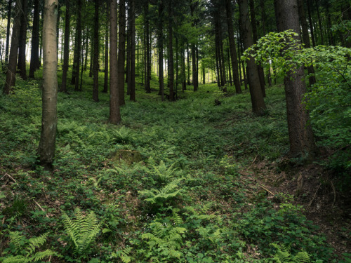 florianpainke:17/05/06-29 &amp; 45 – paths of the ferns