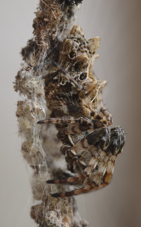 The gomigumo - rubbish spider - Cyclosa octotuberculata - disguises its presence by arranging the hu