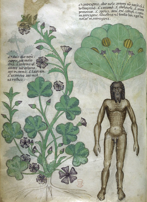 discardingimages:mandrake Herbal, Lombardy ca. 1440British Library, Sloane 4016, fol. 56v