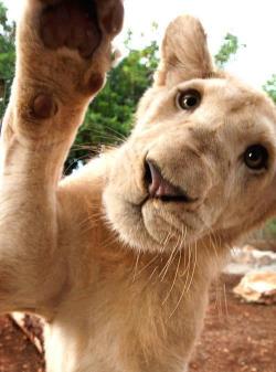 Bali-Lions:  He Looks Like He’s Taking A Selfie 