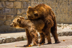 fuck-yeah-bears:  love in the air…. by