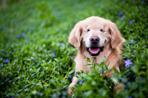 Smiley was born without eyes and spent his first few years in a puppy mill. His condition also gave him a few other quirks: he is smaller than your average golden, but he has really big teeth. His back legs are a little bowed. And he looks like a puppy