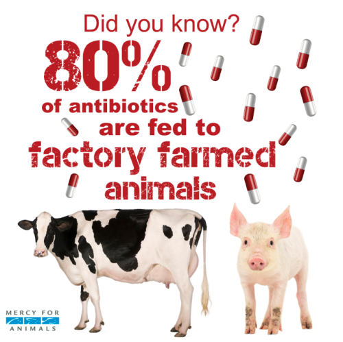 factory farming