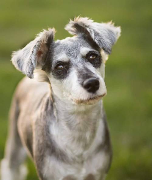 perfectdogs:  Aska’s ear hair growth so far! I’m growing her ears out, and it’s going pretty well.