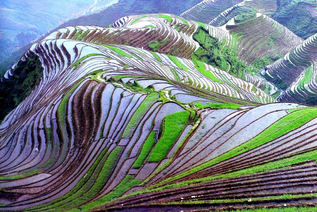 awkwardsituationist:  the remote and little known rice terraces of yuanyang county