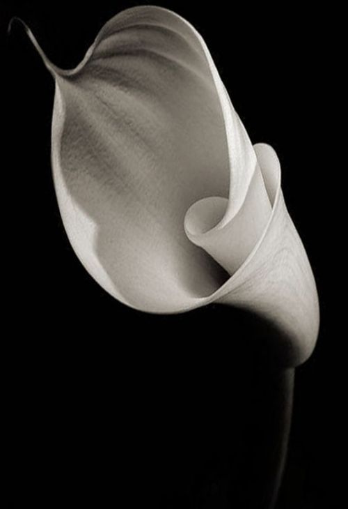 Calla Lily