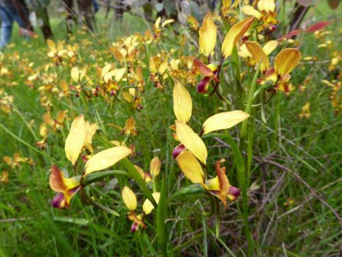 Diuris orientis, in situ, Wallan, Victoria, Australia.Orchidaceae: Diurideae.By Bruce Schroder&