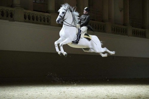 horse stunning like flying.  