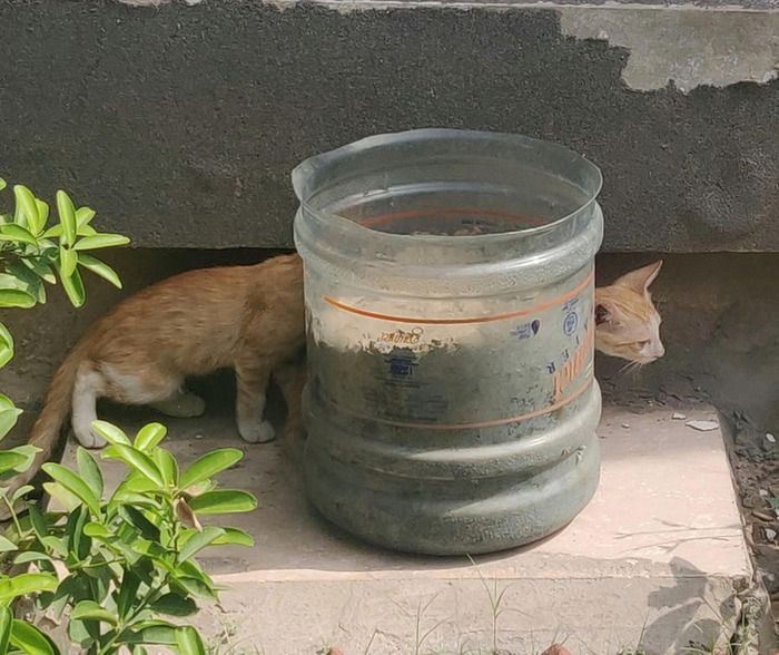 catasters: