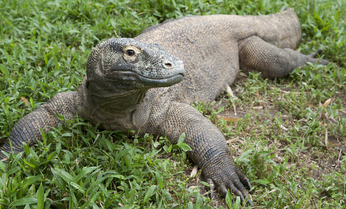 end0skeletal: The Komodo dragon (Varanus komodoensis), the largest species of lizard in the world, 