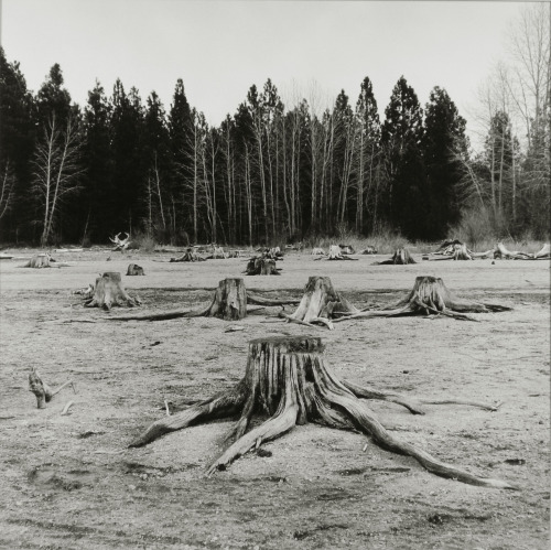 Lake Siskiyou 2014.
10x10 Silver Gelatin Print
Shot on Hasselblad. Printed on Ilford MGFB