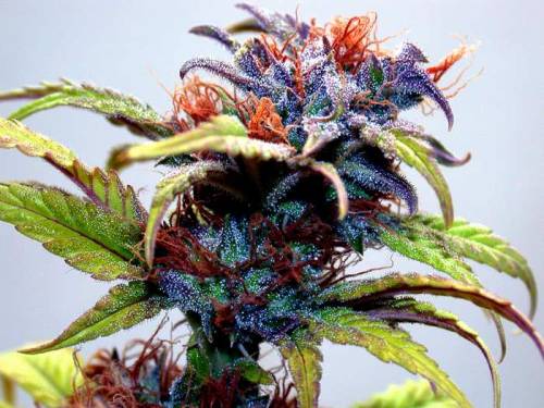 cannamagazine:    