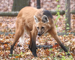 thegreenwolf:  deermary:  The Maned Wolf (Chrysocyon brachyurus or lobo-guará in Brazil) isn’t actually a wolf, (or a fox,  coyote, dog or jackal) but rather a distant canid, but close to bush dogs. Its believed that its the only survivor of its