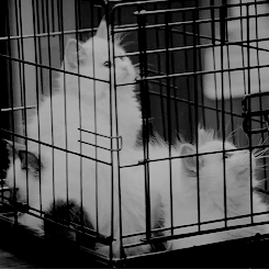 margorobbie:#the kitten in the forth gif is a mood 