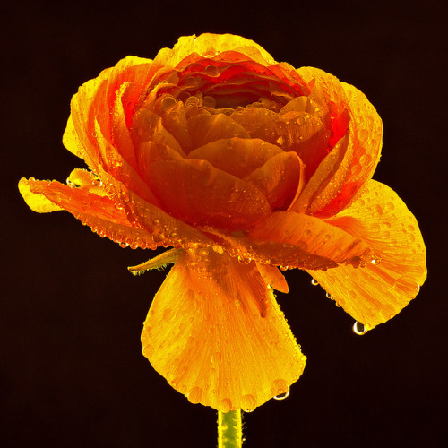 Ranunculus by Master Pedda Thanks for more than 600 000 views. on Flickr.