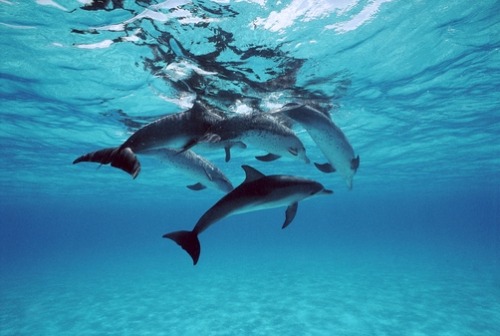 thelovelyseas:Atlantic Spotted Dolphin (Stenella frontalis) group, Bahamas by Flip Nicklin