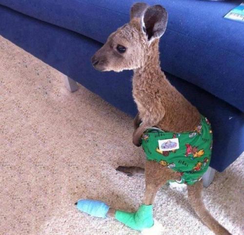awwww-cute:  Baby kangaroo in a diaper after being saved from a forest fire (Source: http://ift.tt/2ubBD6p)