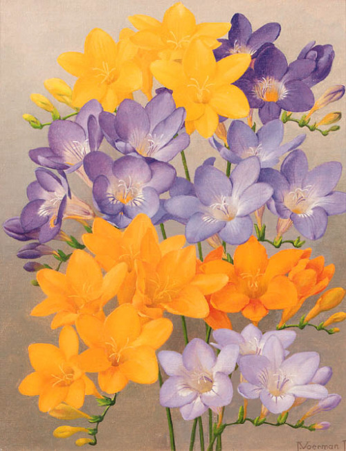 art-and-things-of-beauty:Jan Voerman jun. (Dutch, 1890-1976). Freesias, oil on canvas, 28,5 x 23 cm.