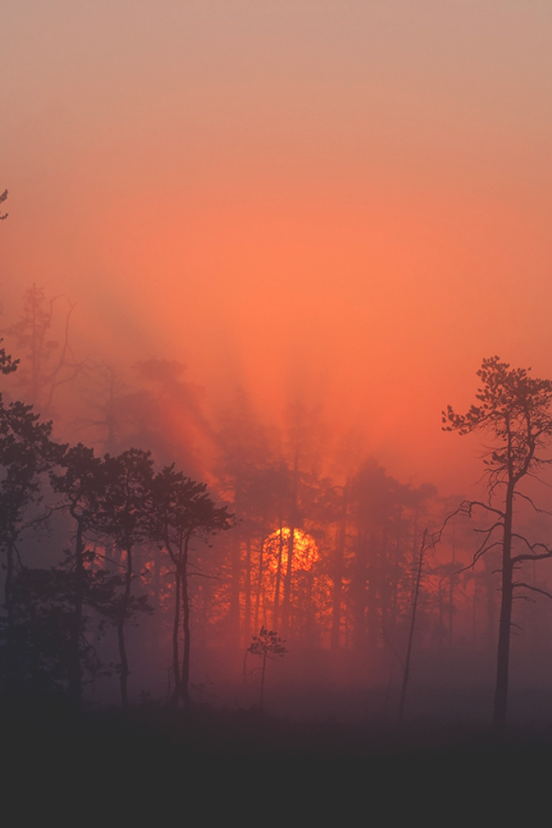 eclypxe:Morning Orange Mist | Insta