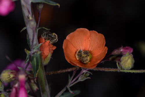 possit-de-tenebris:  catsbeaversandducks: Wildlife photographer Joe Neely captured two bees snuggling in a flower, and the adorable pictures show a beautiful side of them we rarely witness.  Photos by Joe Neely - Via Bored Panda    @buggybee 
