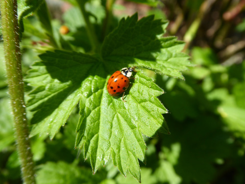 So many ladybirds in my garden right now! They aren’t, yet, making what you’d call inroads into the 