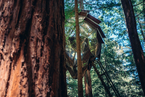 cabinporn: The Pinecone Treehouse, Santa Cruz, California Built by o2treehouse @o2_treehouse Photo by David Miller / @rubberatlas 