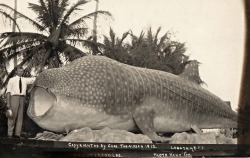  Poisson géant, vers 1940.