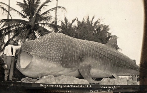 Poisson géant, vers 1940.