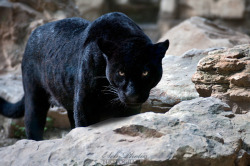 A black panther is focused on me… by *Seb-Photos