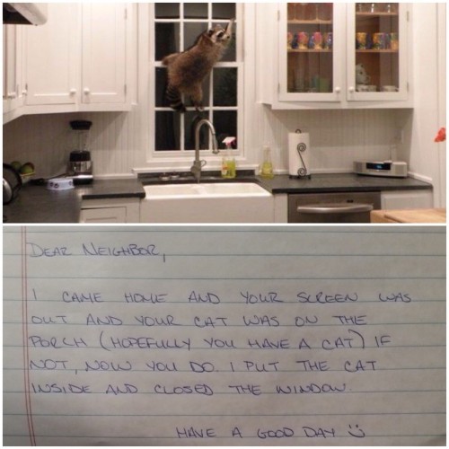 personallyyoursrobyn: rumorsincolor:  thebest-memes: And now there is a raccoon in my house… I am tr