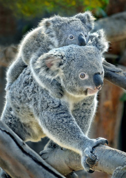 sdzoo:  Koala pool lane by Ion Moe 