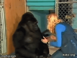 Porn Pics sixpenceee:  Koko the gorilla, is a female