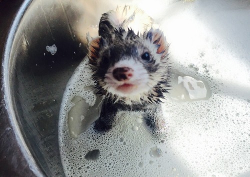 tyrannosarahs - smol bears getting a bath