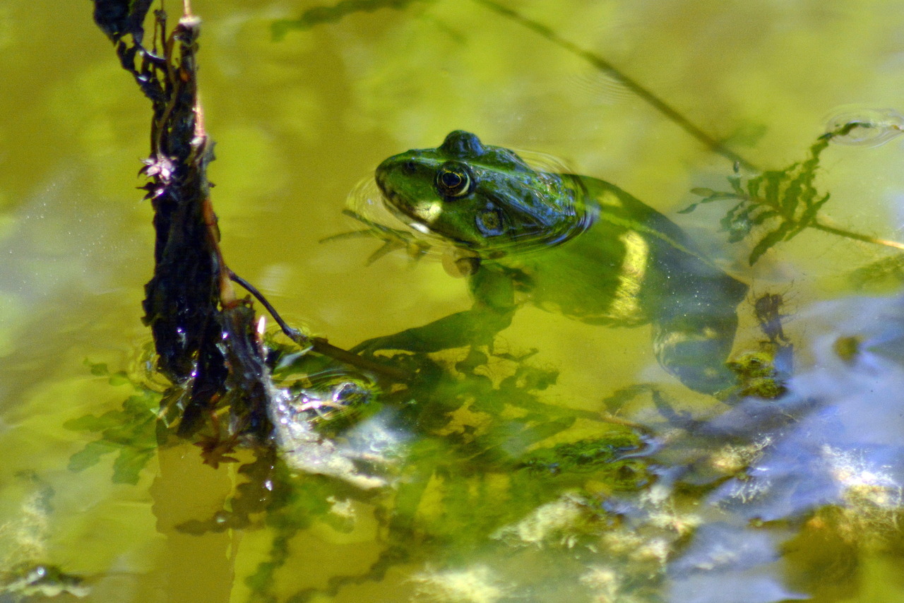 Pelophylax lessonae