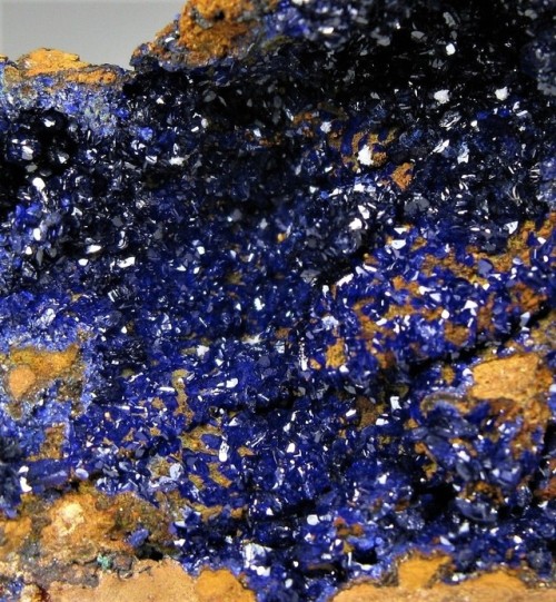 bijoux-et-mineraux:  Azurite on matrix -  Mount Chalmers Mine, Rockhampton, Rockhampton Region, Queensland, Australia  