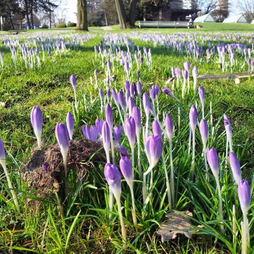 Die #Krokusse Im #Westfalenpark #Dortmund Brauchen Wohl Noch Ein Paar Tage, Aber Bei Anpflanzungen Wie