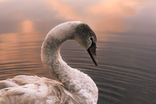 Swan in Orestiás lake, Greece by Ioannis Ioannidis.