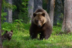 fuck-yeah-bears:  Threatening Attitude by Harry Eggens