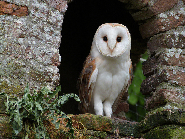 cloudyowl:  Barn Owl by notjes1966 