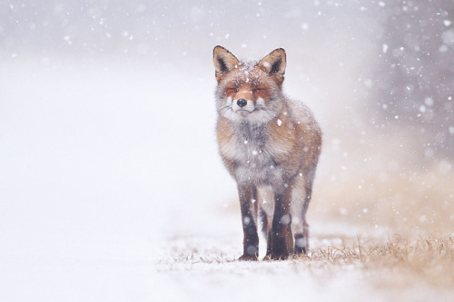   by Pim leijen on Flickr. 