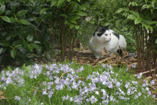 mischiefandmay:In the Phlox