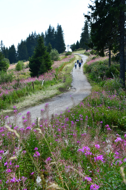 Vitosha mountain, Bulgaria | September 2021