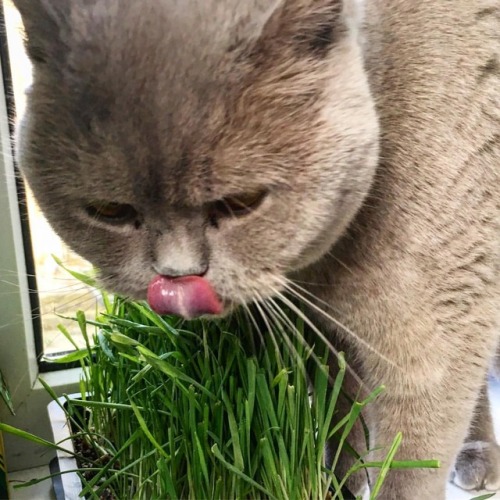 Love my cat grass on a morning&hellip;. #catgrass #cats_of_instagram #britishshorthair