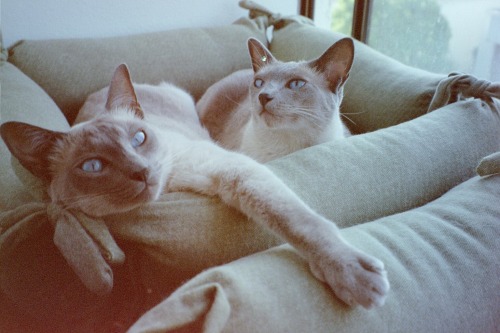 Happy 18th Birthday to our Babies - Martini & Rossi!