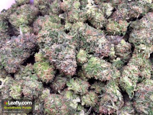 theheroicchemist:  Granddaddy Purple, nicknamed GDP is an indica strain cross of Purple Urkle and Big Bud. The plant is originally from California and bred by Ken Estes. Flowers bloom in deep purple colors and look snowy with resin. Flavors include: berry